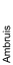 Ambruis